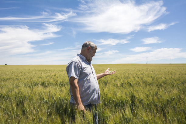 农民正在检查收获的优质小麦图片下载