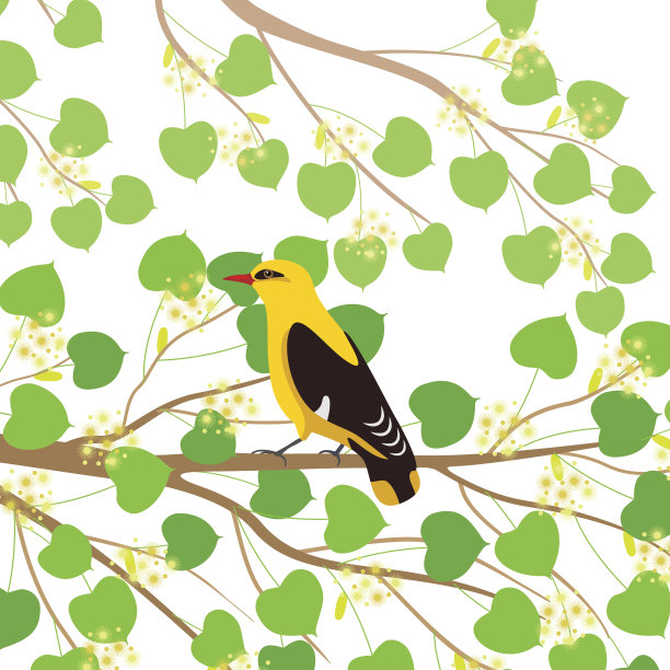 菩提树枝上的黄鹂图片下载