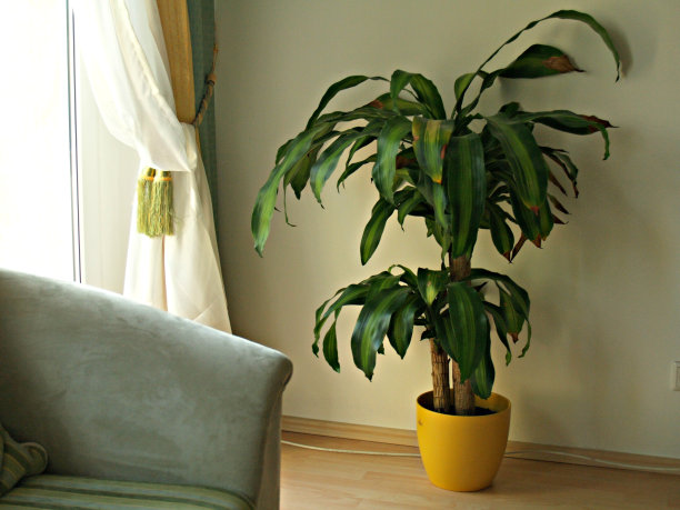 室内绿色植物图片下载