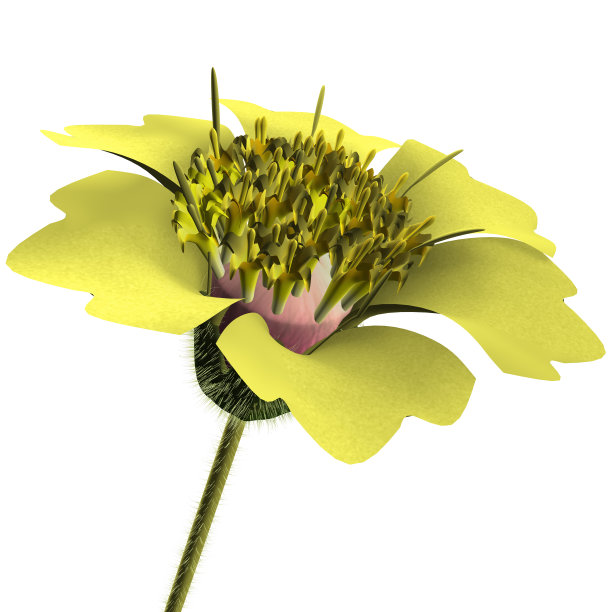 特里达克斯图片下载