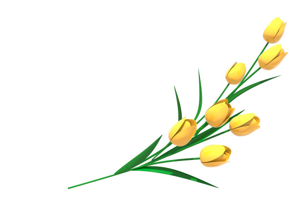 黄色郁金香图片下载