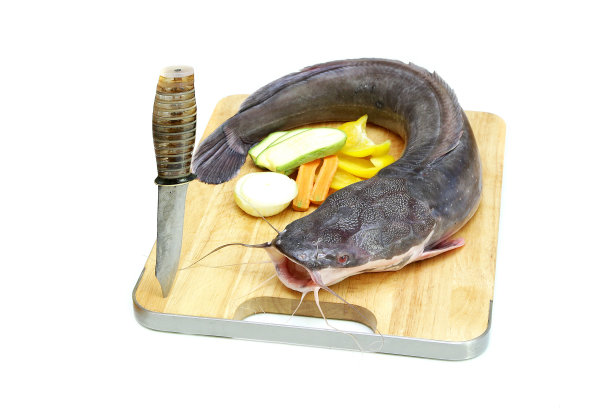 新鲜的鲶鱼图片下载