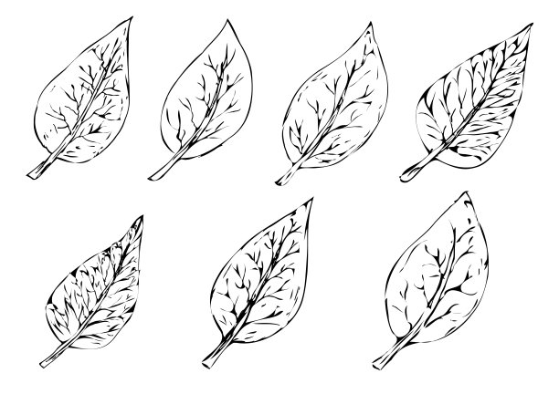 白色背景上的树叶轮廓。图片下载