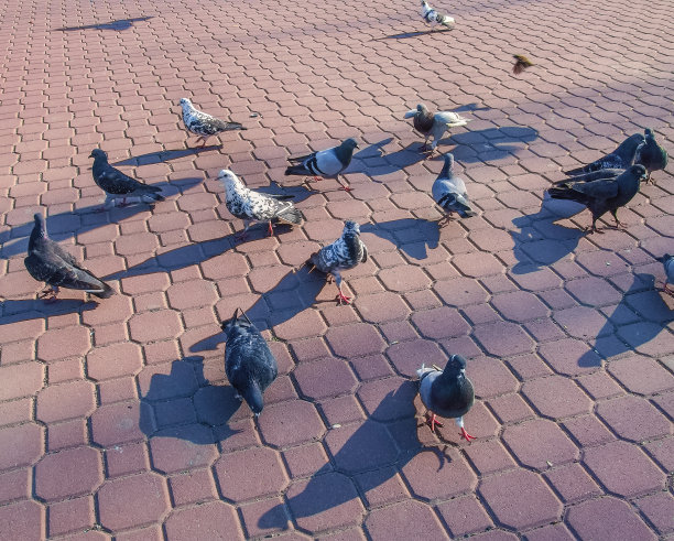 鸽子在人行道的瓷砖上奔跑图片下载