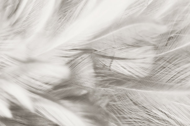 黑白复古色趋势鸡毛纹理背景图片下载