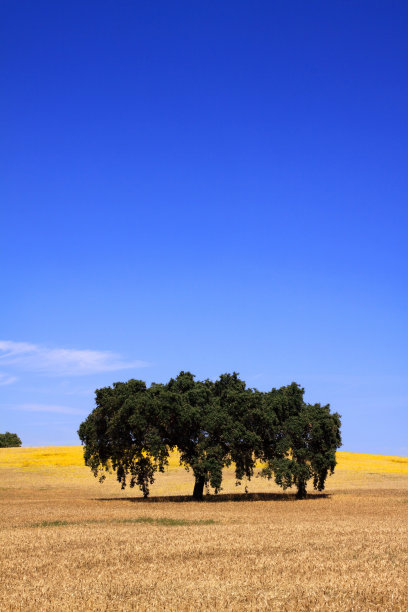 葡萄牙，阿连特乔-橡树橡树在麦田。图片下载