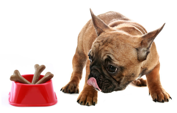 可爱的法国小牛头犬，带着狗食骨头图片下载