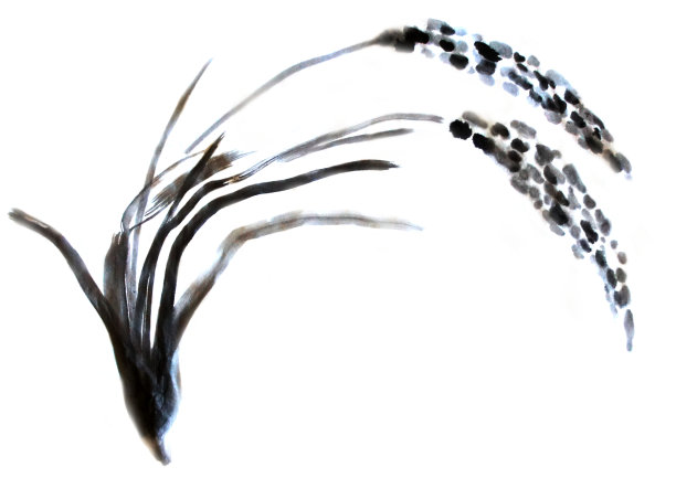 大米的插图图片下载