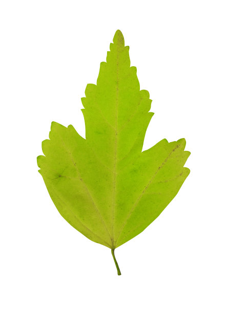 绿色的叶子图片下载