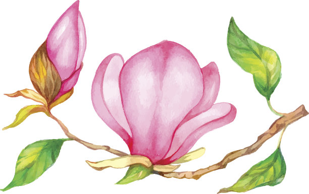 水彩木兰。图片下载