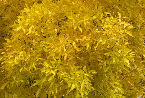 背景是黄色的秋叶图片下载