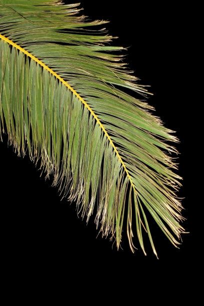 棕榈叶图片下载