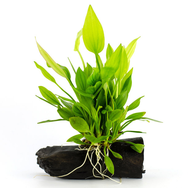 水生植物图片下载