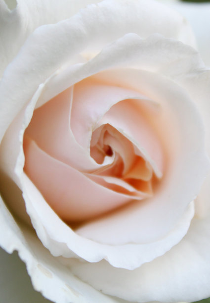 白玫瑰图片下载