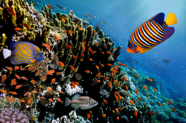 珊瑚礁上的丝尾金花鲈鱼图片下载