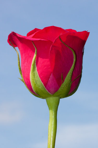 红玫瑰图片下载