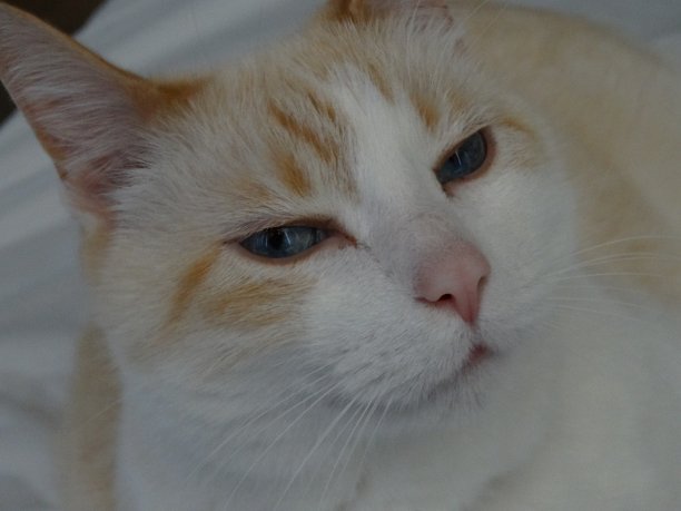 白色的猫图片下载