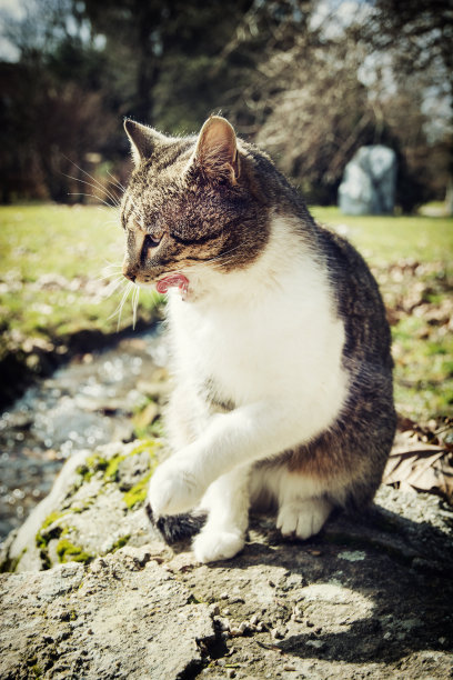 家猫在舔她的口鼻图片下载