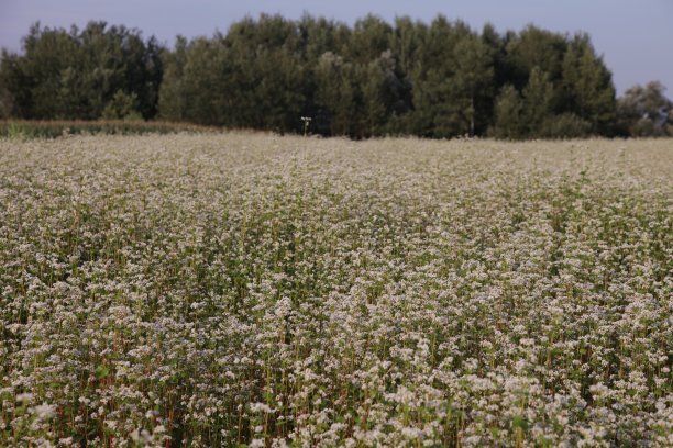 荞麦图片下载