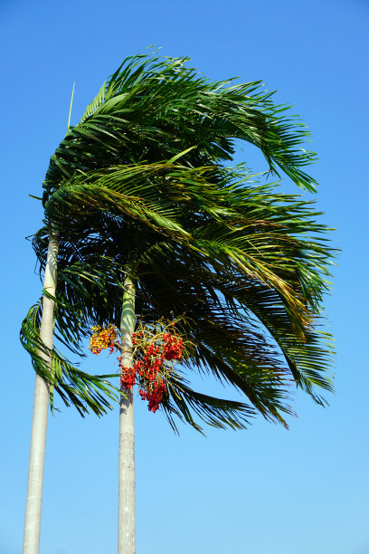 热带棕榈树和蓝天图片下载
