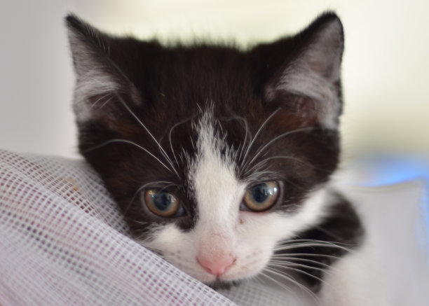 可爱的小猫图片下载