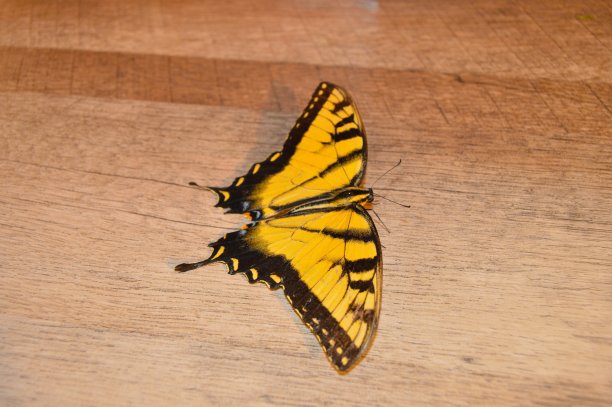 复活节的老虎燕尾蝶图片下载