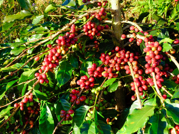 阳光下的咖啡豆在树上成熟。图片下载