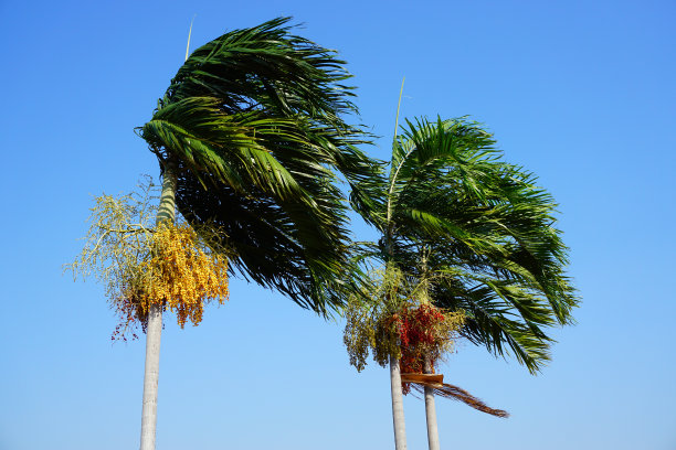 热带棕榈树和蓝天图片下载