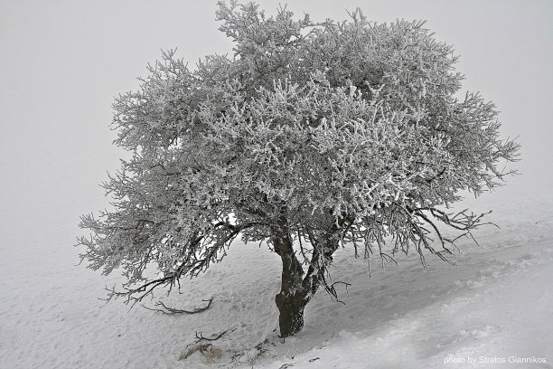 冰冷的沉默图片下载