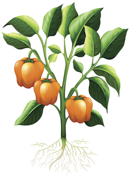 橙色的辣椒在树枝上图片下载