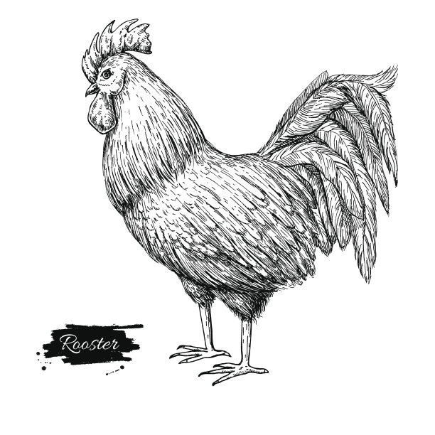 矢量复古手绘公鸡。刻插图。图片下载