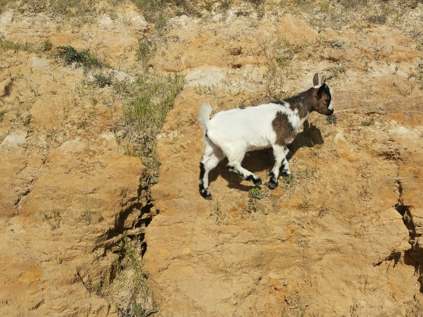 山上的山羊图片下载