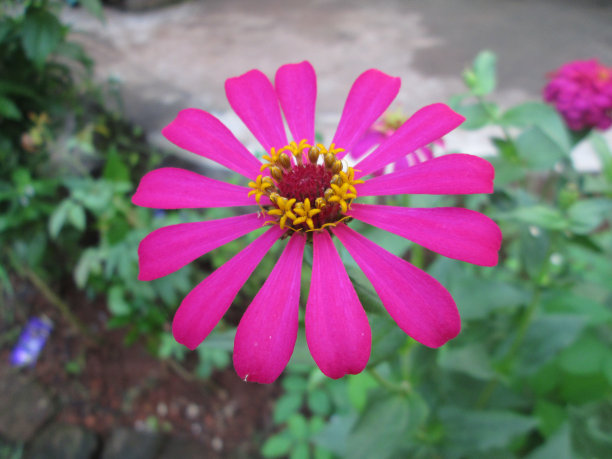 粉红色雏菊花图片下载