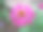 粉红色雏菊花图片下载