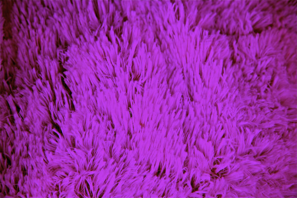 粉红紫毛动物毛皮肤背景图案棉柔软图片下载