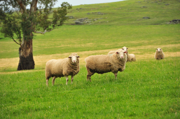 澳洲的绵羊图片下载
