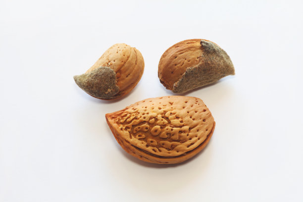 带壳的杏仁图片下载