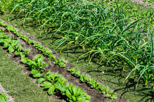 在农民的菜园里种植大蒜、萝卜和其他蔬菜图片下载