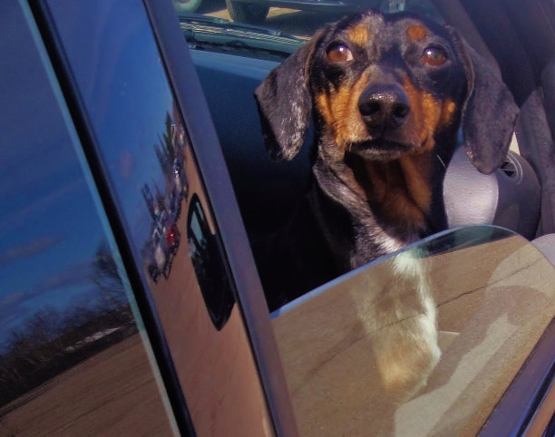 小狗向车窗外望去图片下载