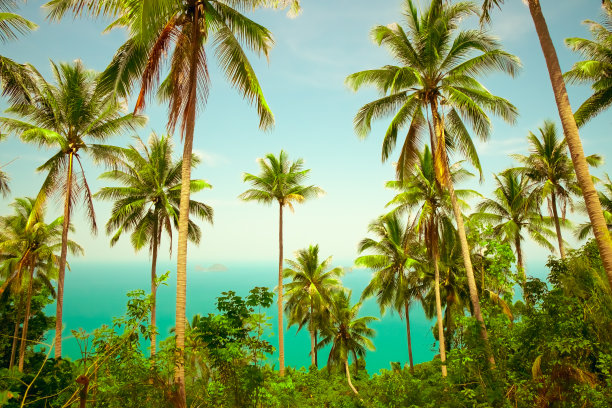 漂亮的热带背景图片下载