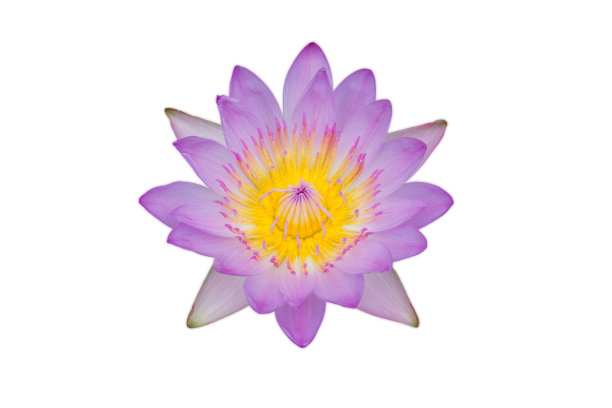 白底荷花图片下载