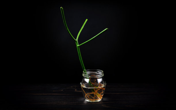 年轻的仙人掌图片下载