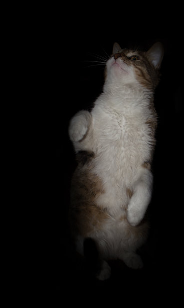 白色，灰色的猫在黑色的背景图片下载