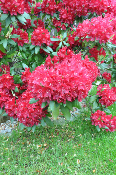 在花园里灌木杜鹃花图片下载