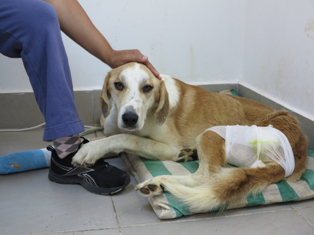 与狗的友谊图片下载