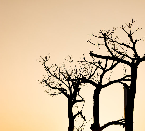 树枝轮廓图片下载