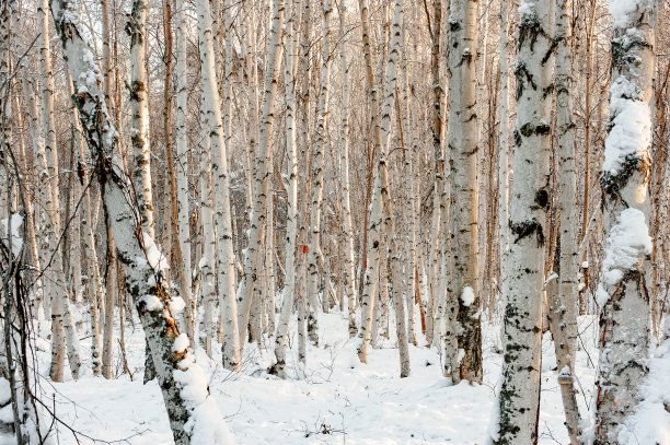 桦林图片下载