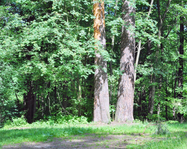 森林景观与松树图片下载