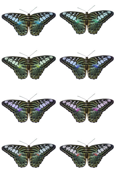 白底上的蓝蝴蝶图片下载