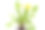 蒲公英(蒲公英officinale)图片下载